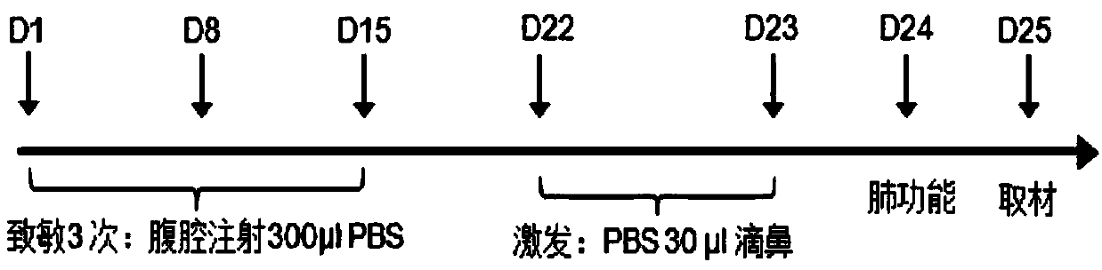 Building method of mouse asthma model sensitized by humulus pollen