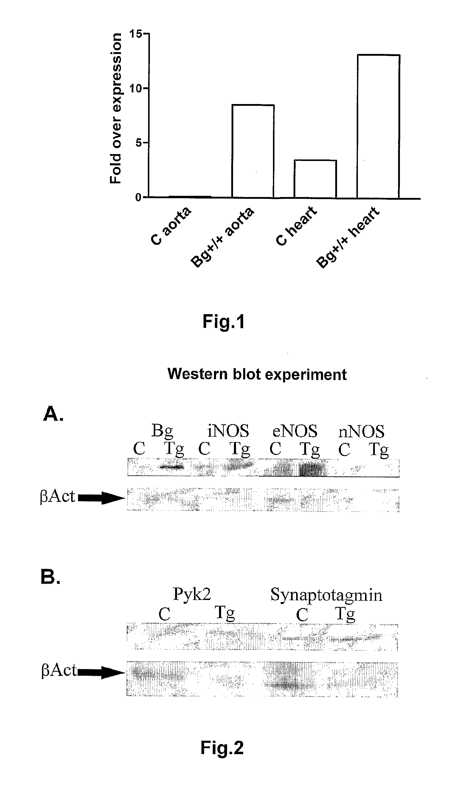 Use of biglycan or enhancers of biglycan activity in the preparation of pharmaceutical compositions