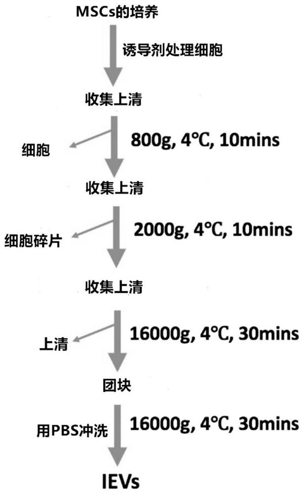 Application of induced extracellular vesicles in preparation of preparations for prolonging life of mammals or treating or preventing aging