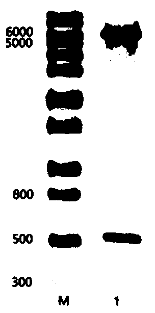 Method for expressing and purifying recombinant human sex hormone haptoglobin N-terminal 51-218aa