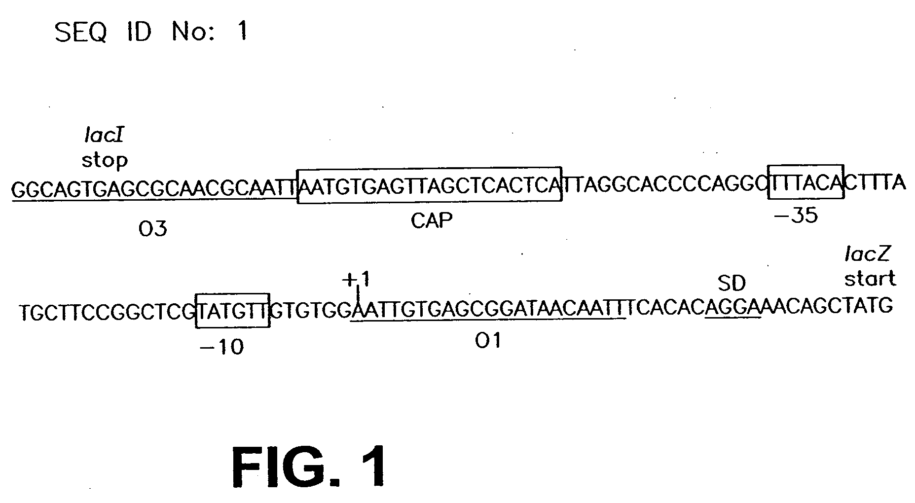 Stabilized bioactive peptides and methods of identification, synthesis, and use