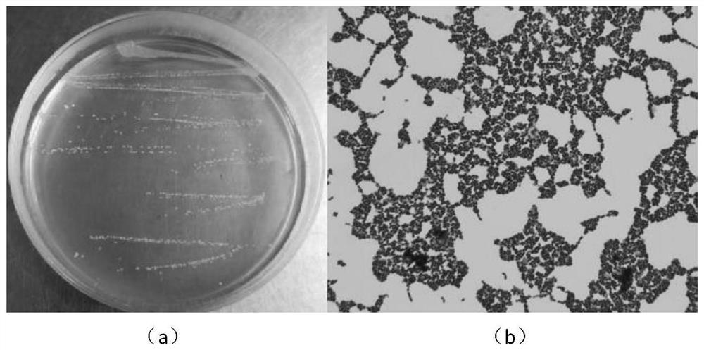 Lactobacillus plantarum capable of degrading biogenic amines and salt tolerance and application thereof