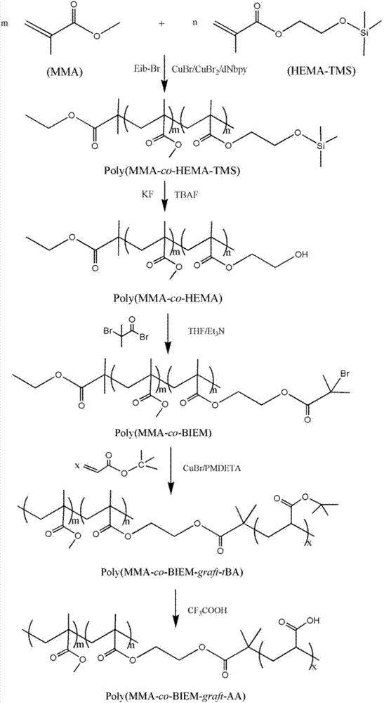 Gradient molecular brush polymer with metal cation adsorption capacity and preparation method thereof