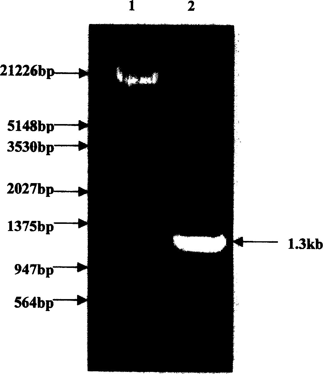 Method for preparing tetanus toxin recombinant antigen and its use