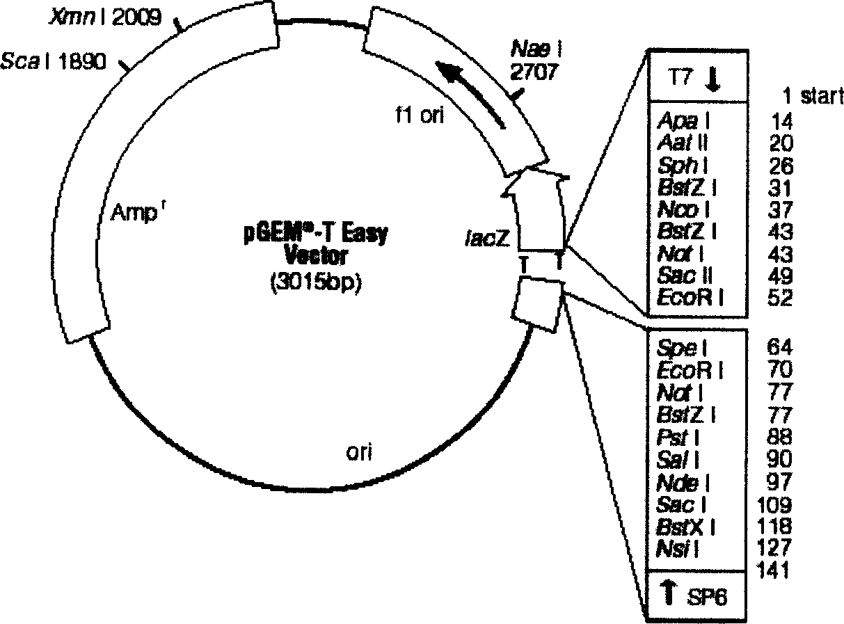 Method for preparing tetanus toxin recombinant antigen and its use