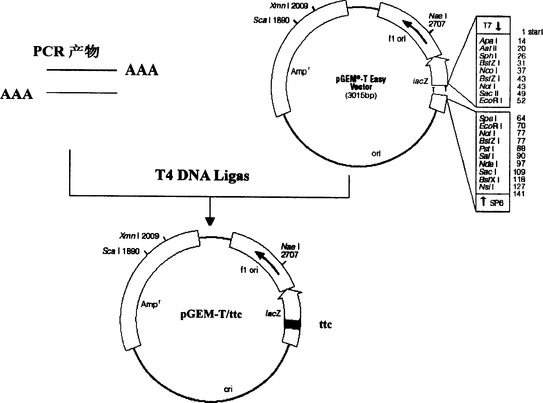 Method for preparing tetanus toxin recombinant antigen and its use