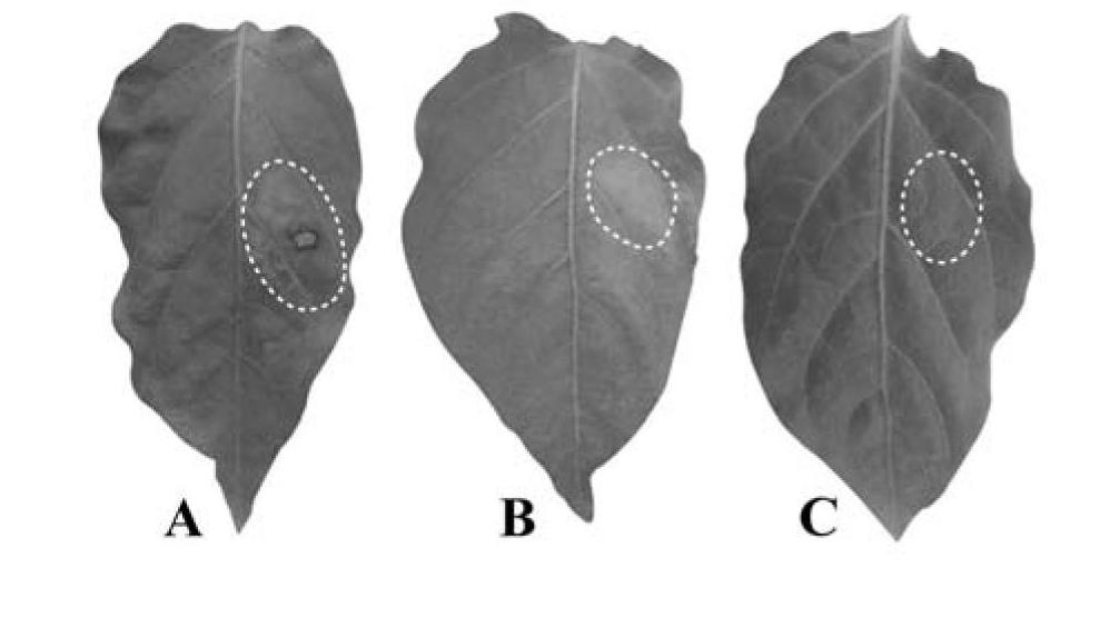 Carnitine acyltransferase PCCAT1 from Phytophthora capsici, and coding gene and application thereof