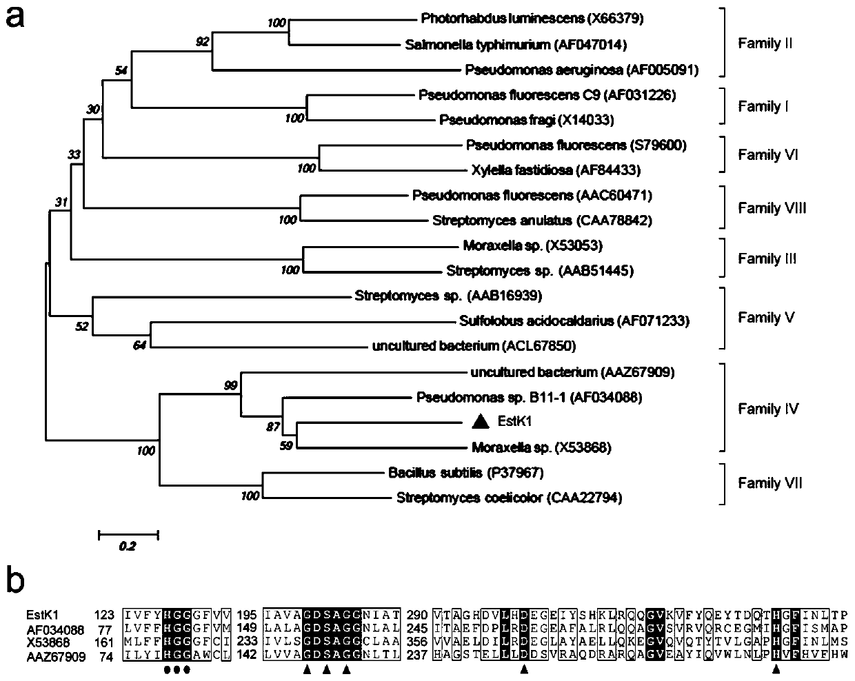 A kind of esterase estk1 protein and application thereof