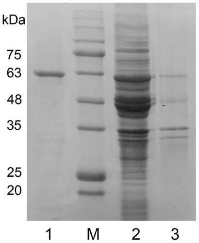 A kind of esterase estk1 protein and application thereof