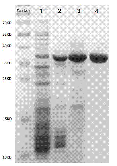 Method for separating and purifying microbial transglutaminase