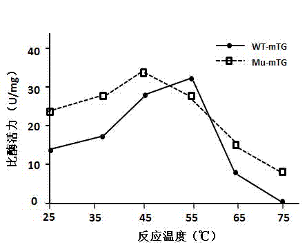 Method for separating and purifying microbial transglutaminase