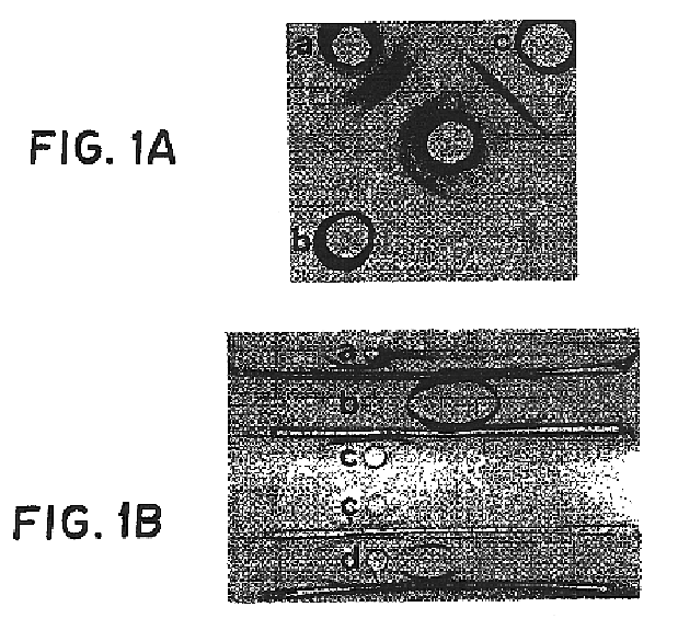 Capsular polysaccharide adhesin antigen, preparation, purification and use