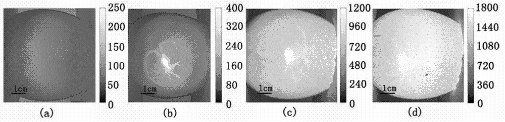 Non-invasive method and device for detecting survival status of egg embryo