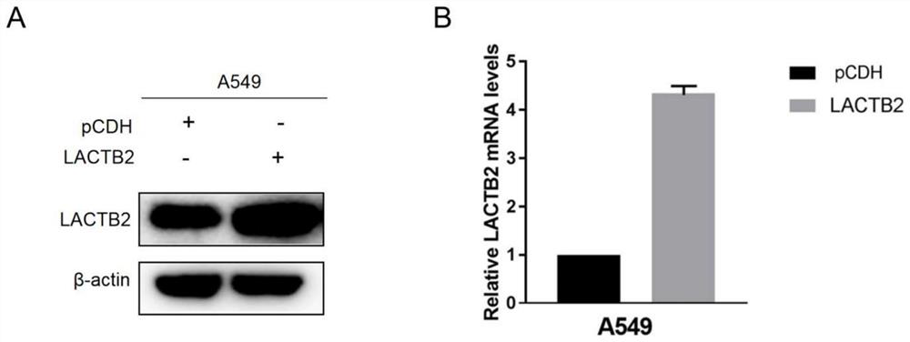 Application of inhibiting proliferation and growth of non-small cell lung cancer by preventing LACTB2 expression