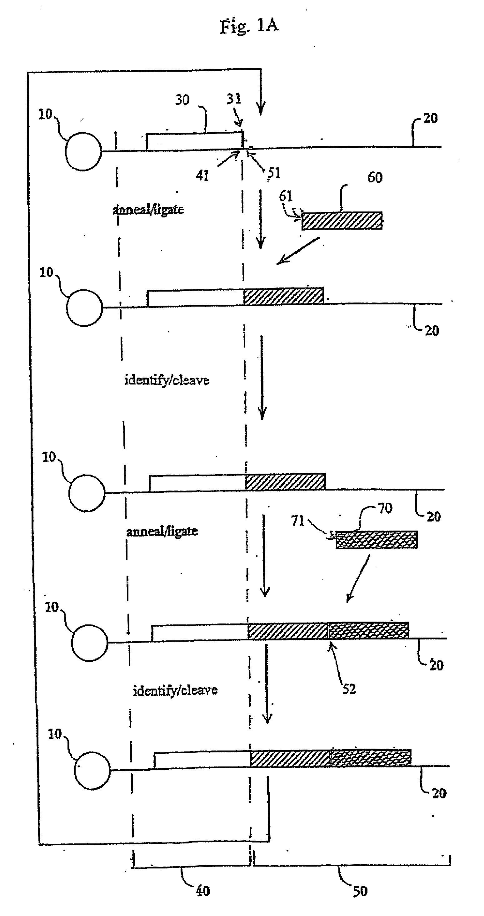 Reagents, methods, and libraries for gel-free bead-based sequencing