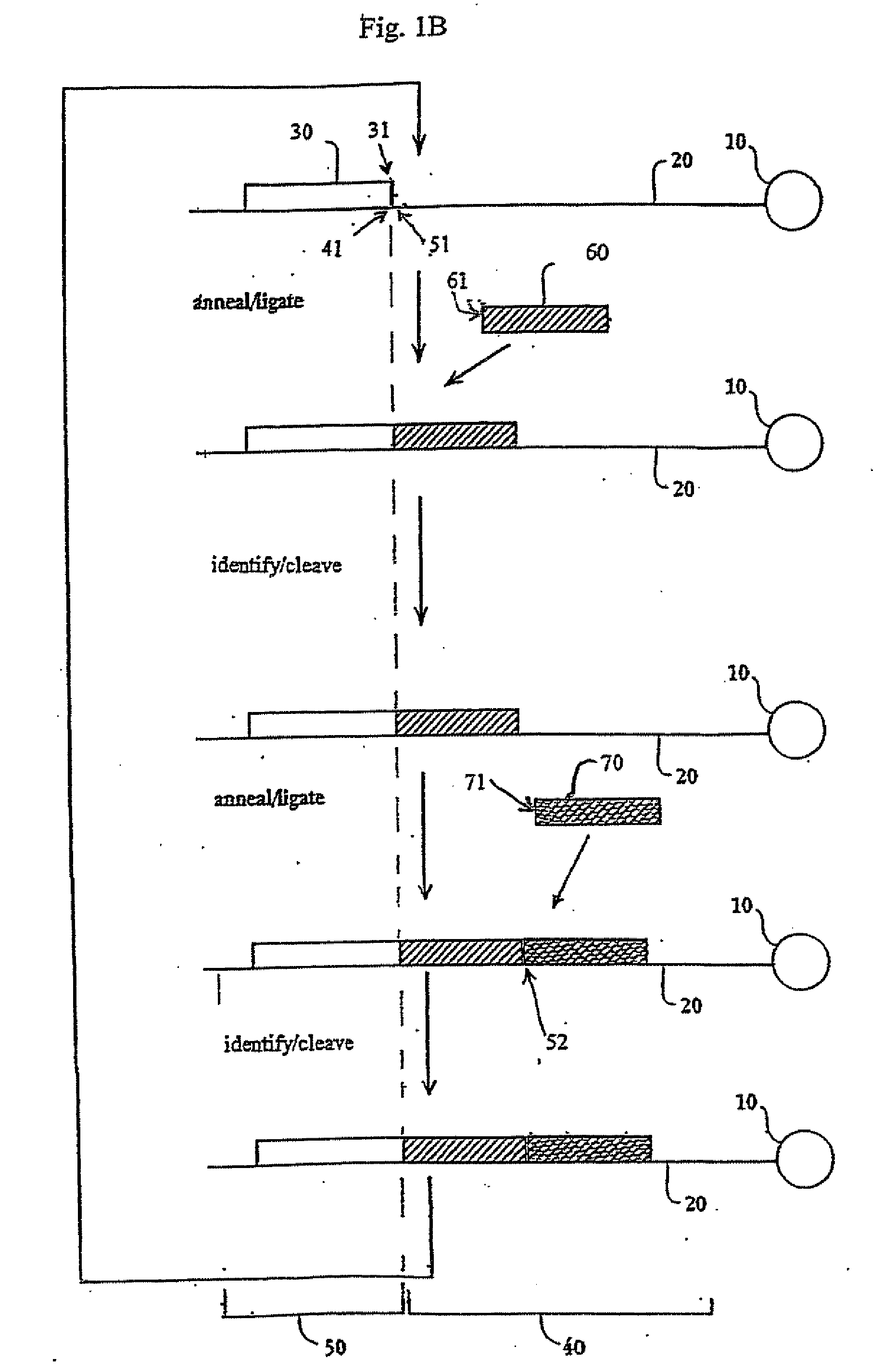 Reagents, methods, and libraries for gel-free bead-based sequencing