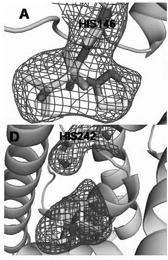 Preparation and application of human serum albumin-ruthenium inorganic drug complex