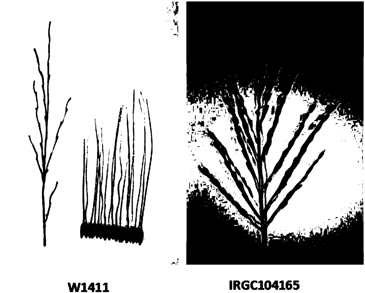 Protein associated with rice seed shattering as well as coding genes and application thereof