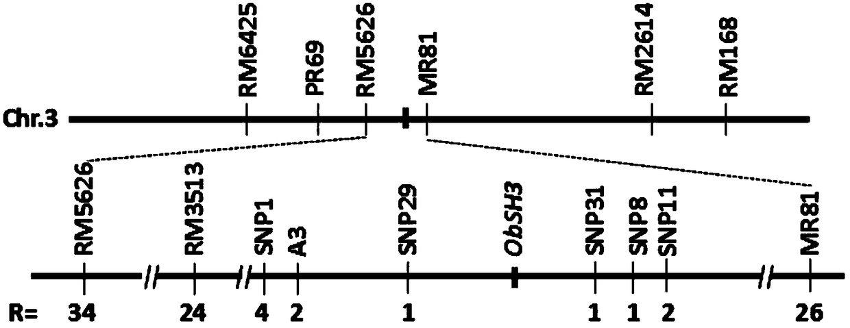 Protein associated with rice seed shattering as well as coding genes and application thereof