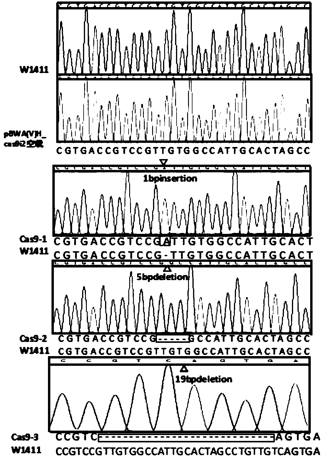 Protein associated with rice seed shattering as well as coding genes and application thereof