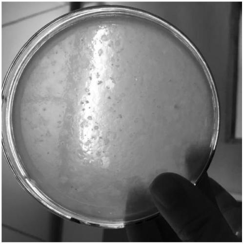 Bdellovibrio sp. induced mutation strain with strong cracking performance and application thereof