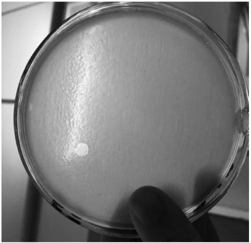 Bdellovibrio sp. induced mutation strain with strong cracking performance and application thereof