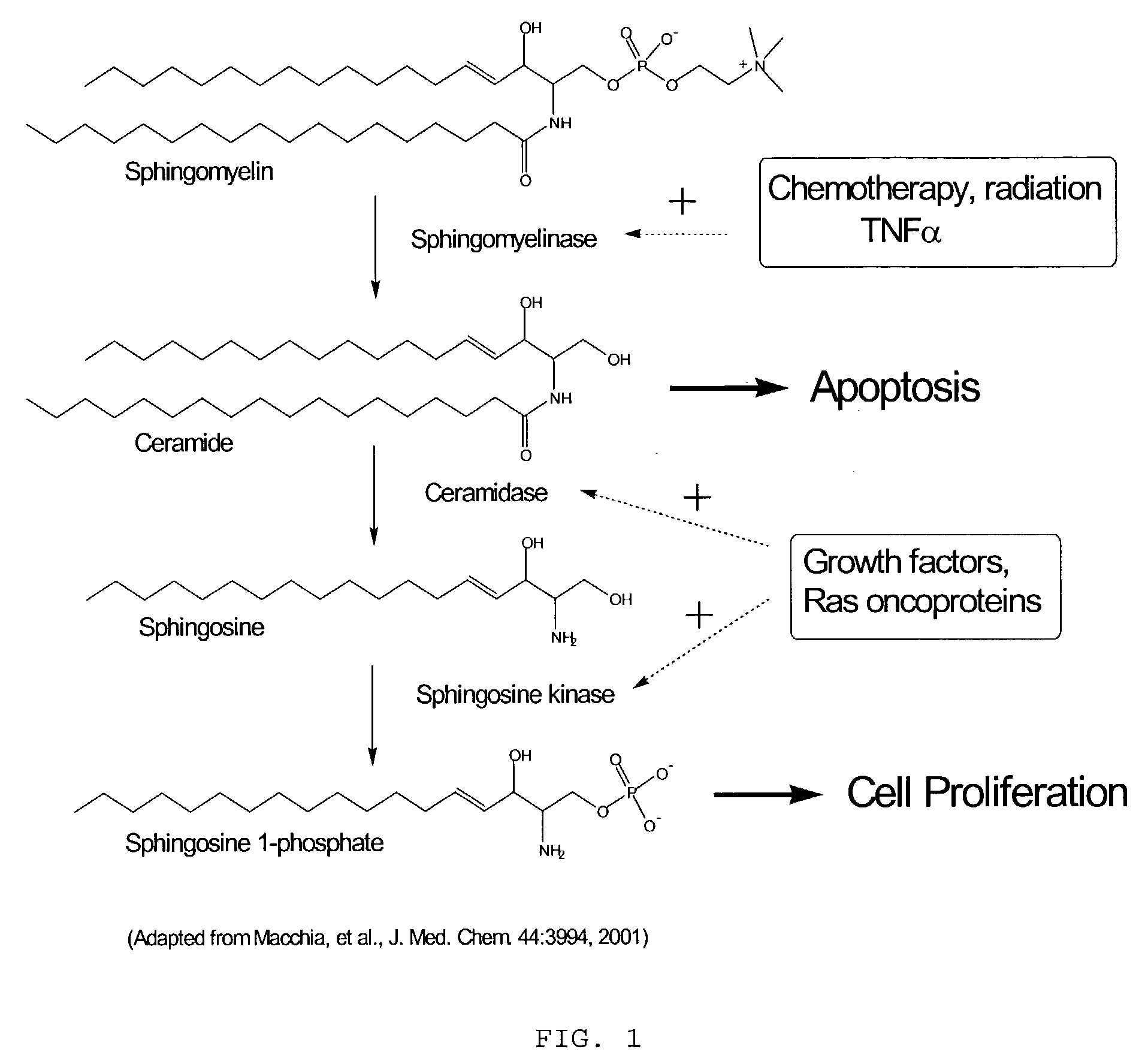 Sphingosine kinase inhibitors