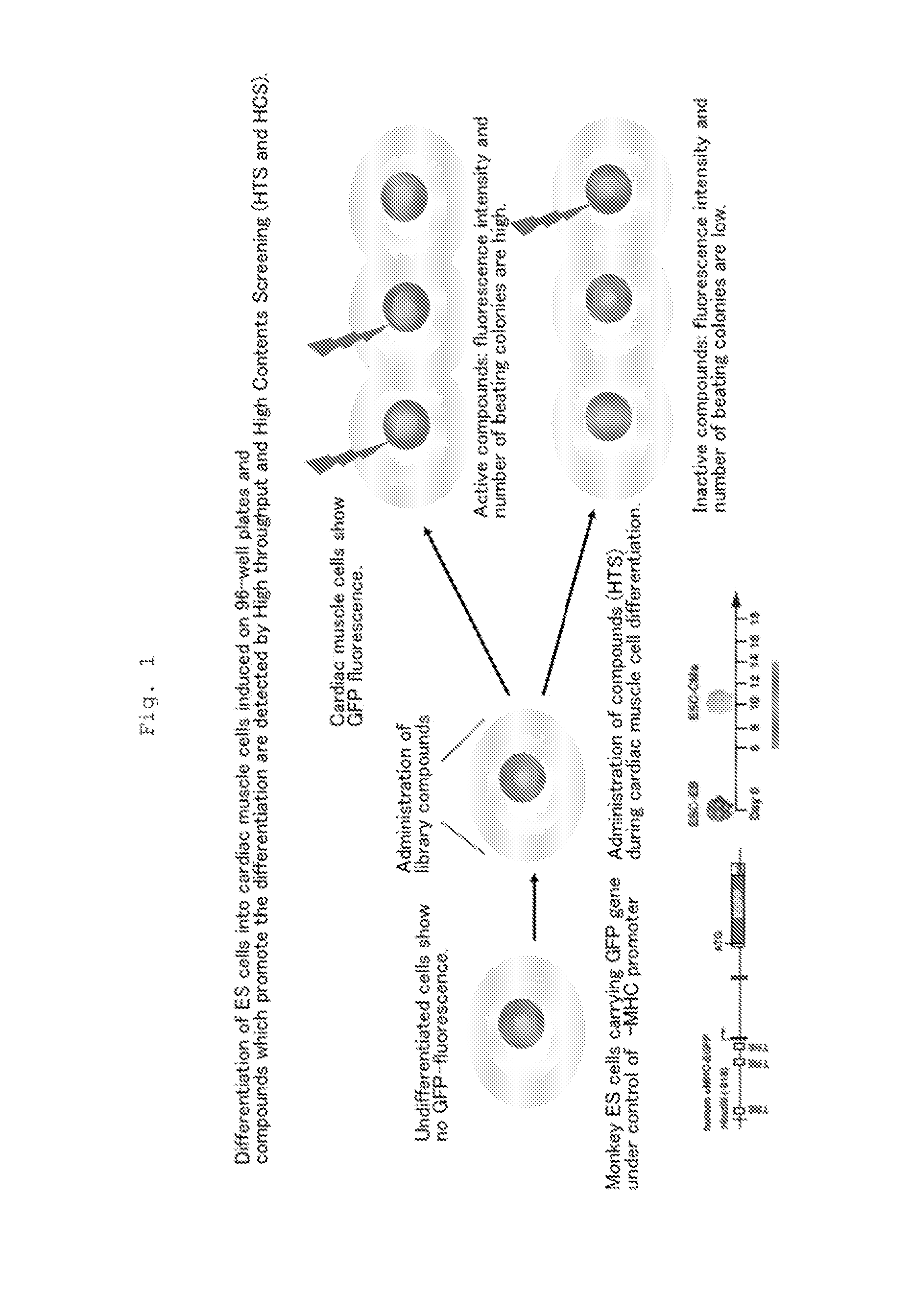 Method for Promoting Differentiation of Pluripotent Stem Cells into Cardiac Muscle Cells