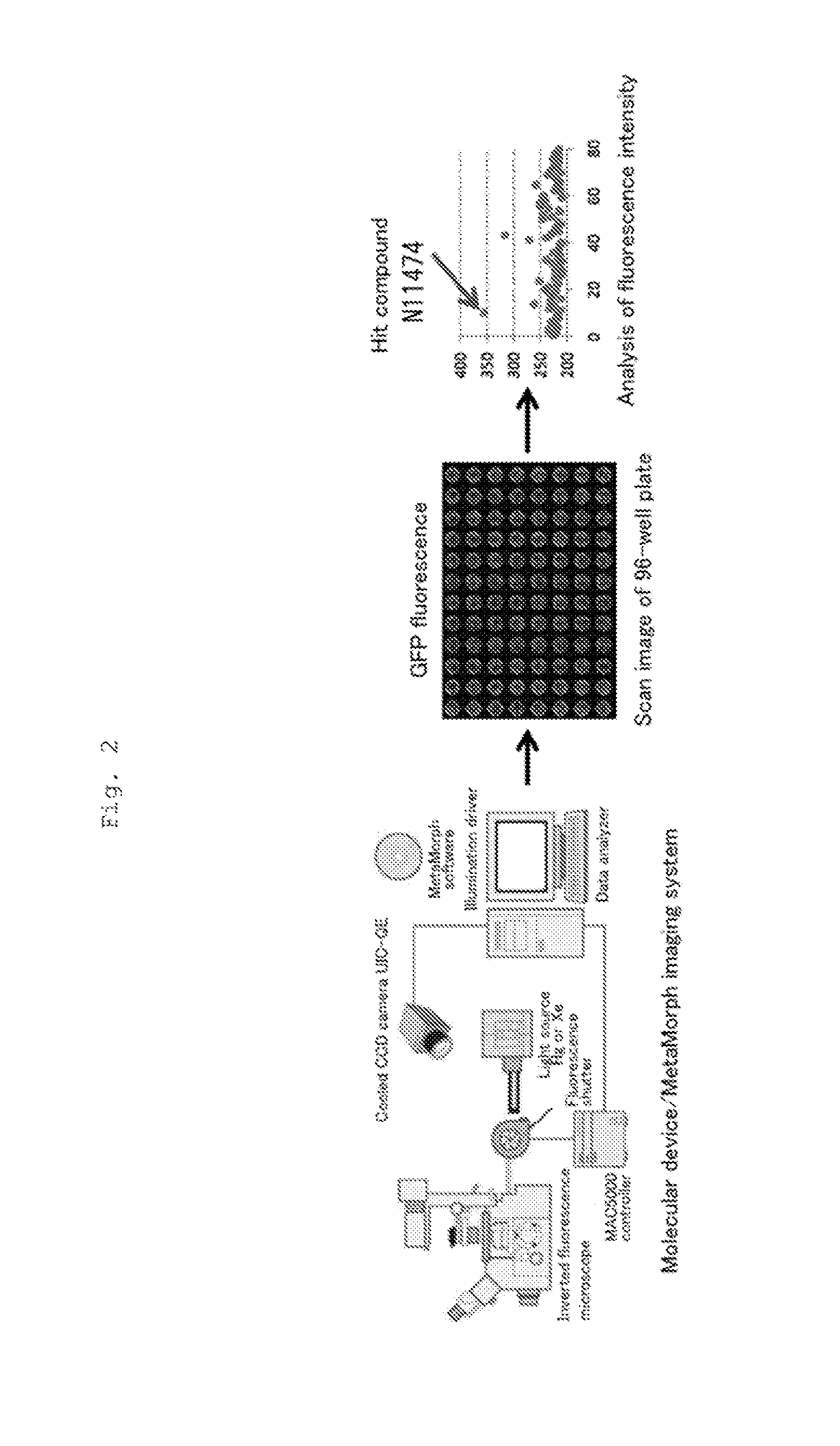 Method for Promoting Differentiation of Pluripotent Stem Cells into Cardiac Muscle Cells