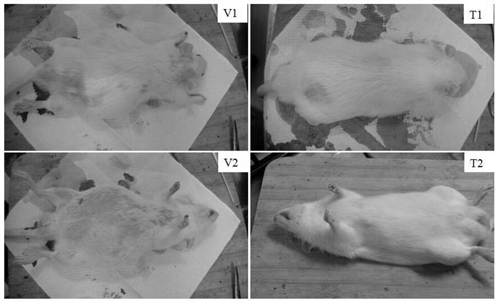 Medicine for preventing and treating ischemic heart disease of mammals as well as preparation method and application of medicine