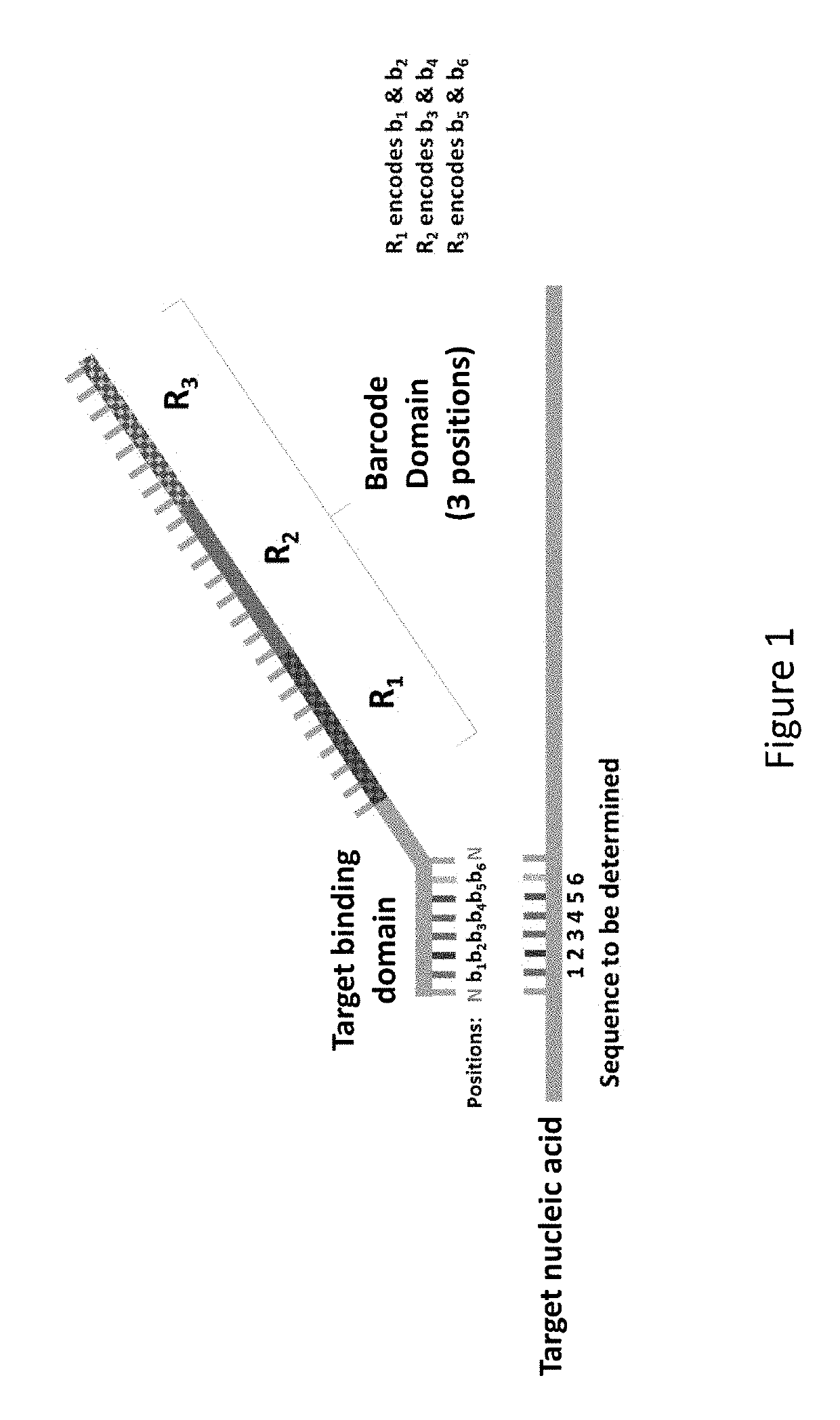 Chemical compositions and methods of using same