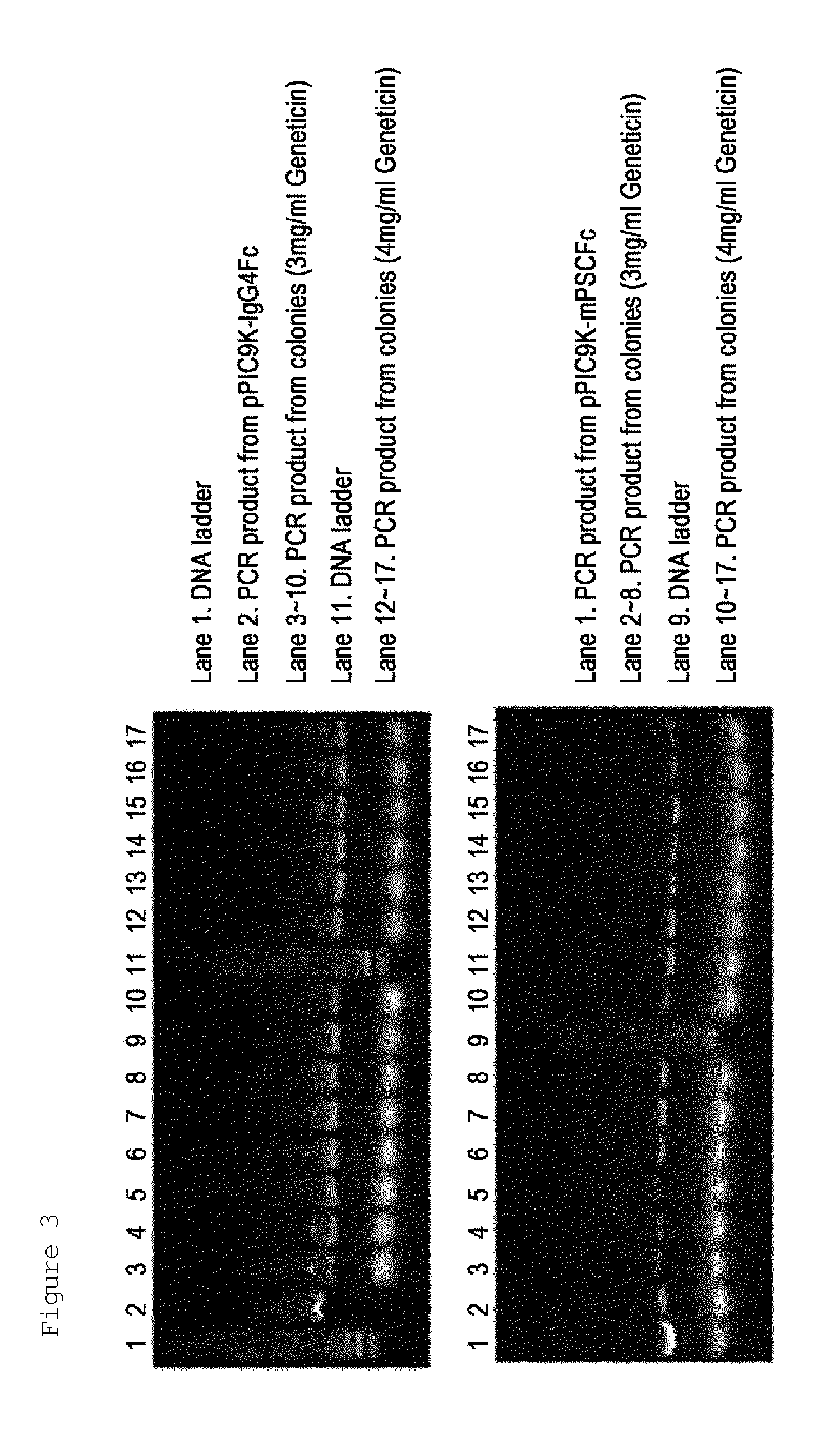 Recombinant yeast transformant and process for preparing immunoglobulin Fc fragment employing the same