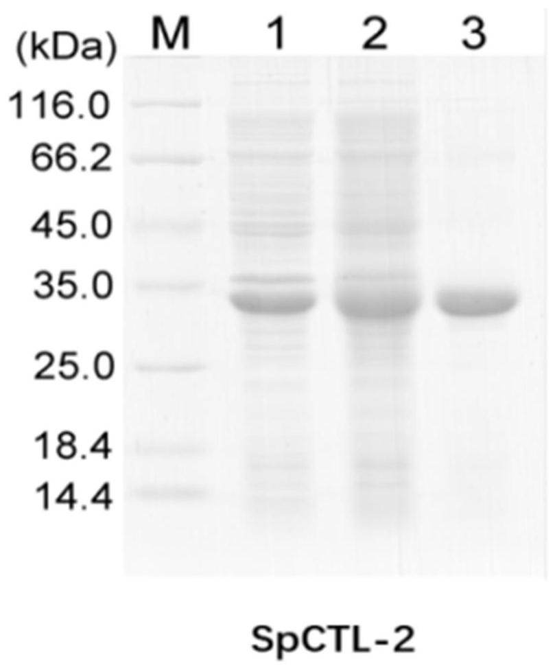 A kind of c-type lectin of Scylla pseudomae and its preparation method and application