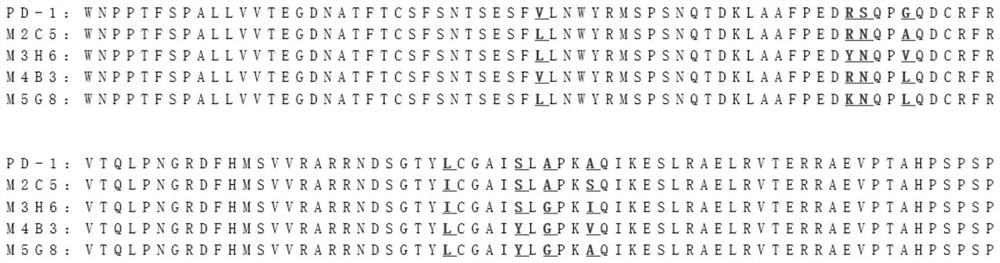 Fusion protein of PD-1 extracellular domain mutant with high affinity as well as pharmaceutical composition and application of fusion protein