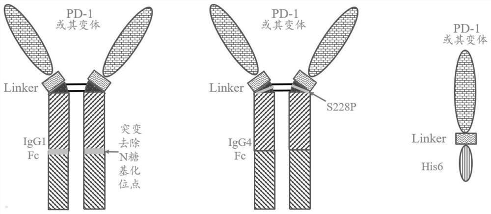 Fusion protein of PD-1 extracellular domain mutant with high affinity as well as pharmaceutical composition and application of fusion protein