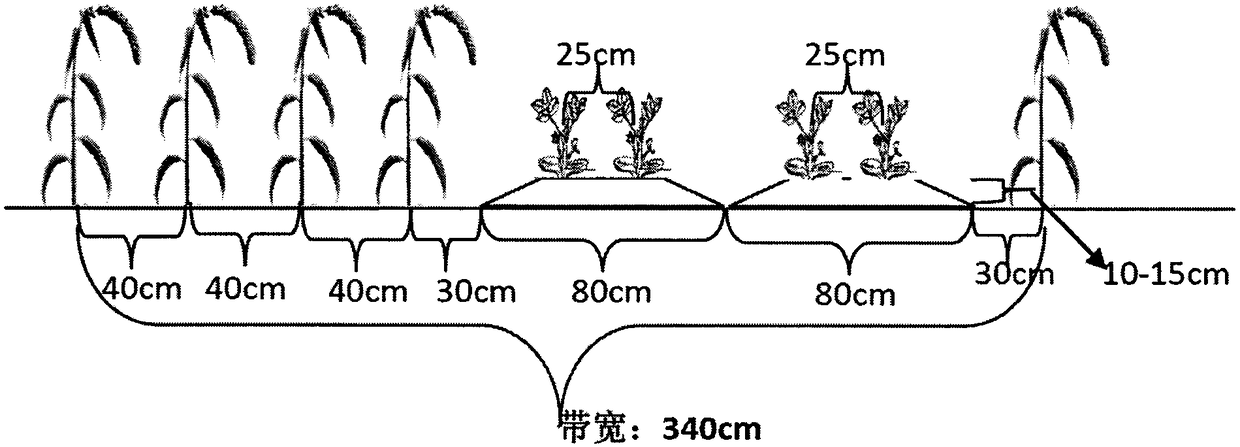 Continuous-cropping preventing efficient ecological planting method for millet and peanut intercropping in dry and meagre hilly land