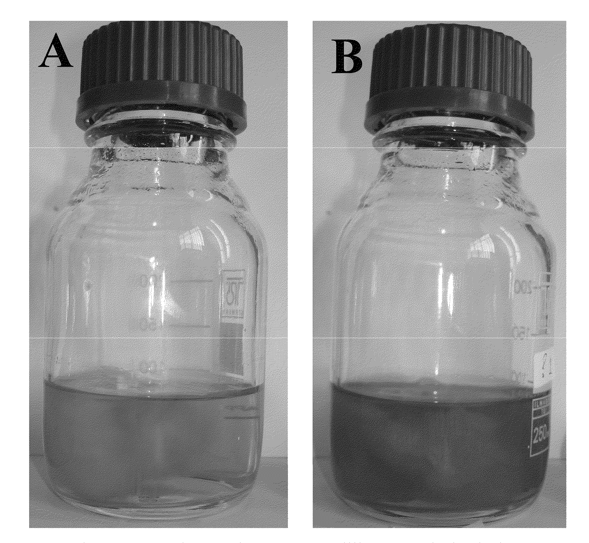 Synthesis of nanoparticles by fungi