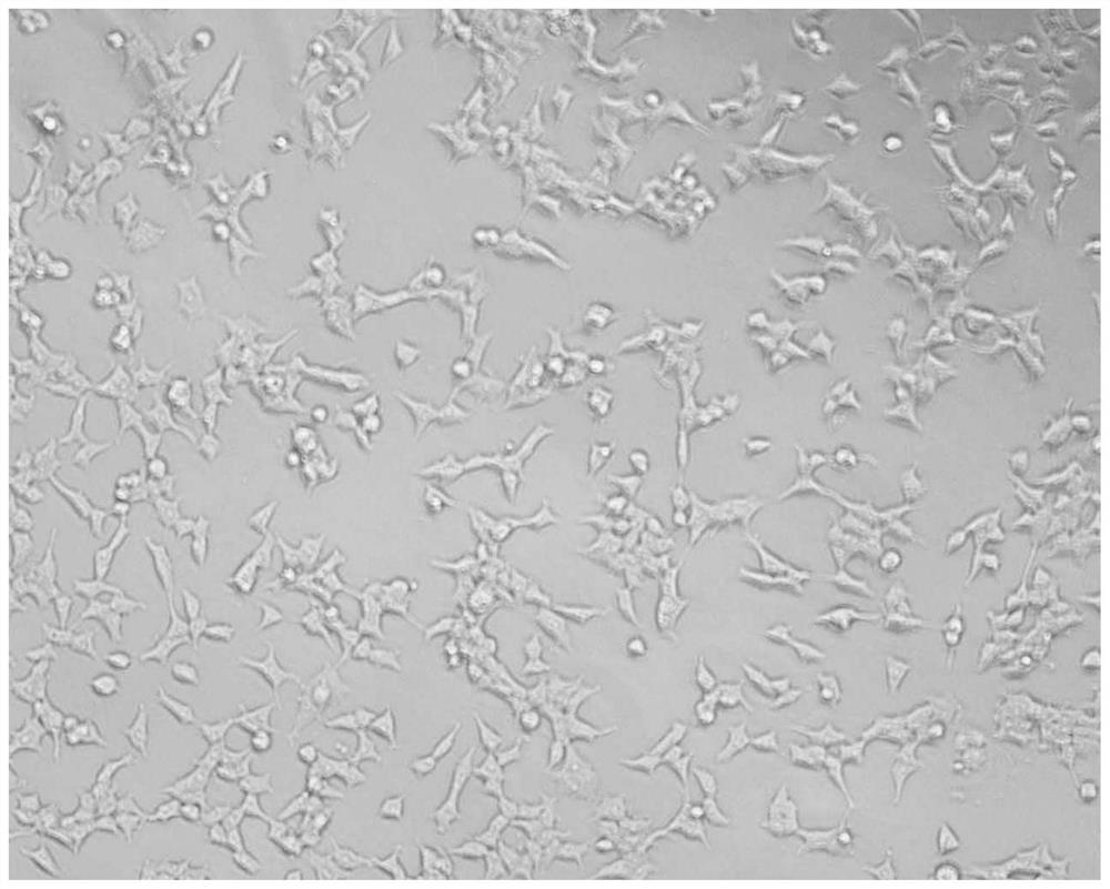 Composition for preventing and/or treating coronavirus infection