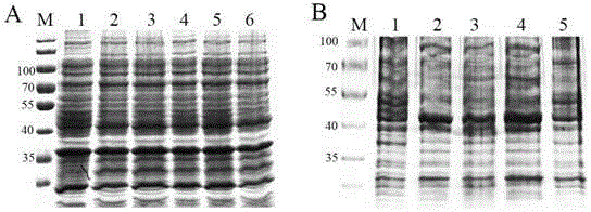Method for preparing human pregnancy-specific glycoprotein 9