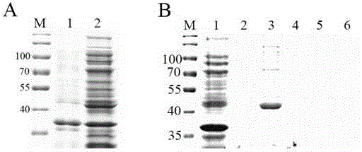 Method for preparing human pregnancy-specific glycoprotein 9