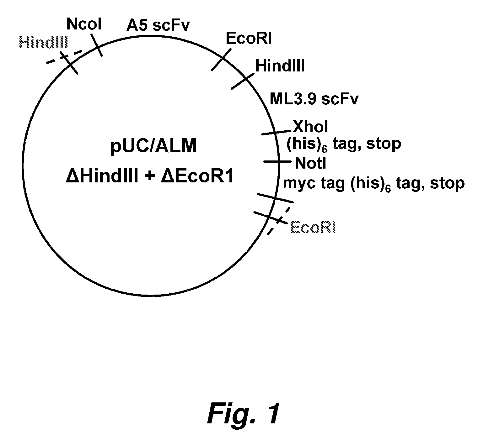 BISPECIFIC SINGLE CHAIN Fv ANTIBODY MOLECULES AND METHODS OF USE THEREOF