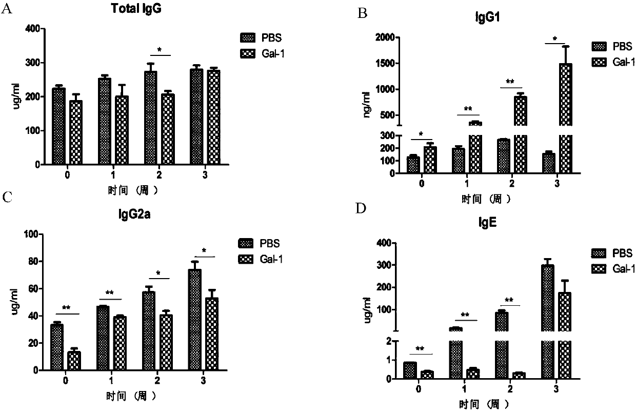 Application of a protein galectin-1 from Angiostrongylus cantonensis