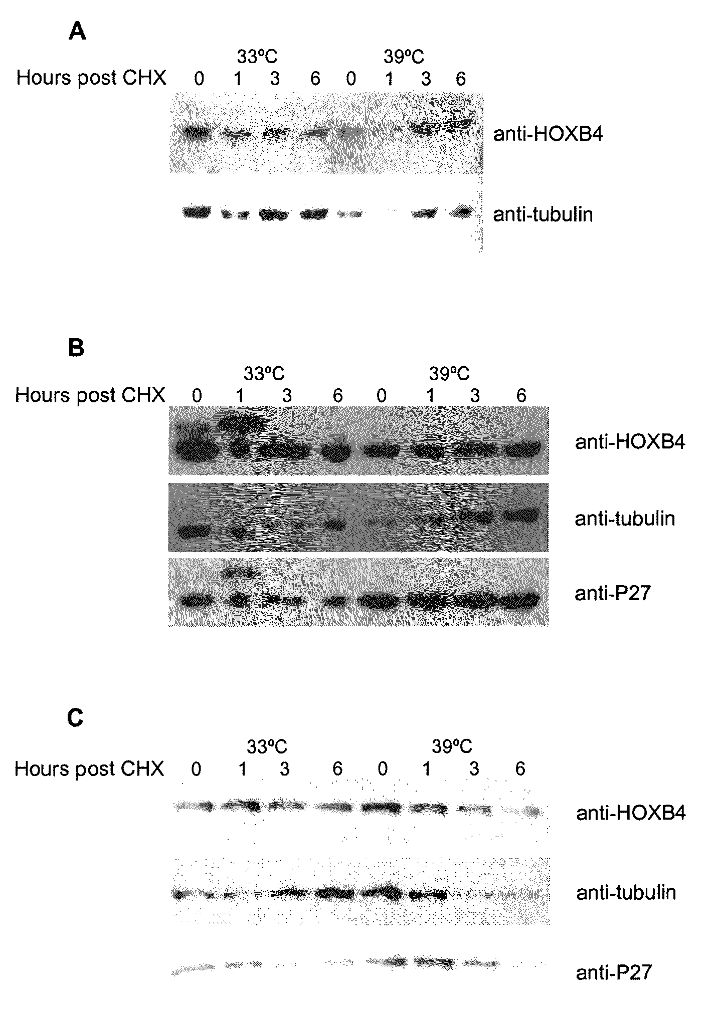 Mutated hoxb4 proteins with improved stability, and methods of use thereof