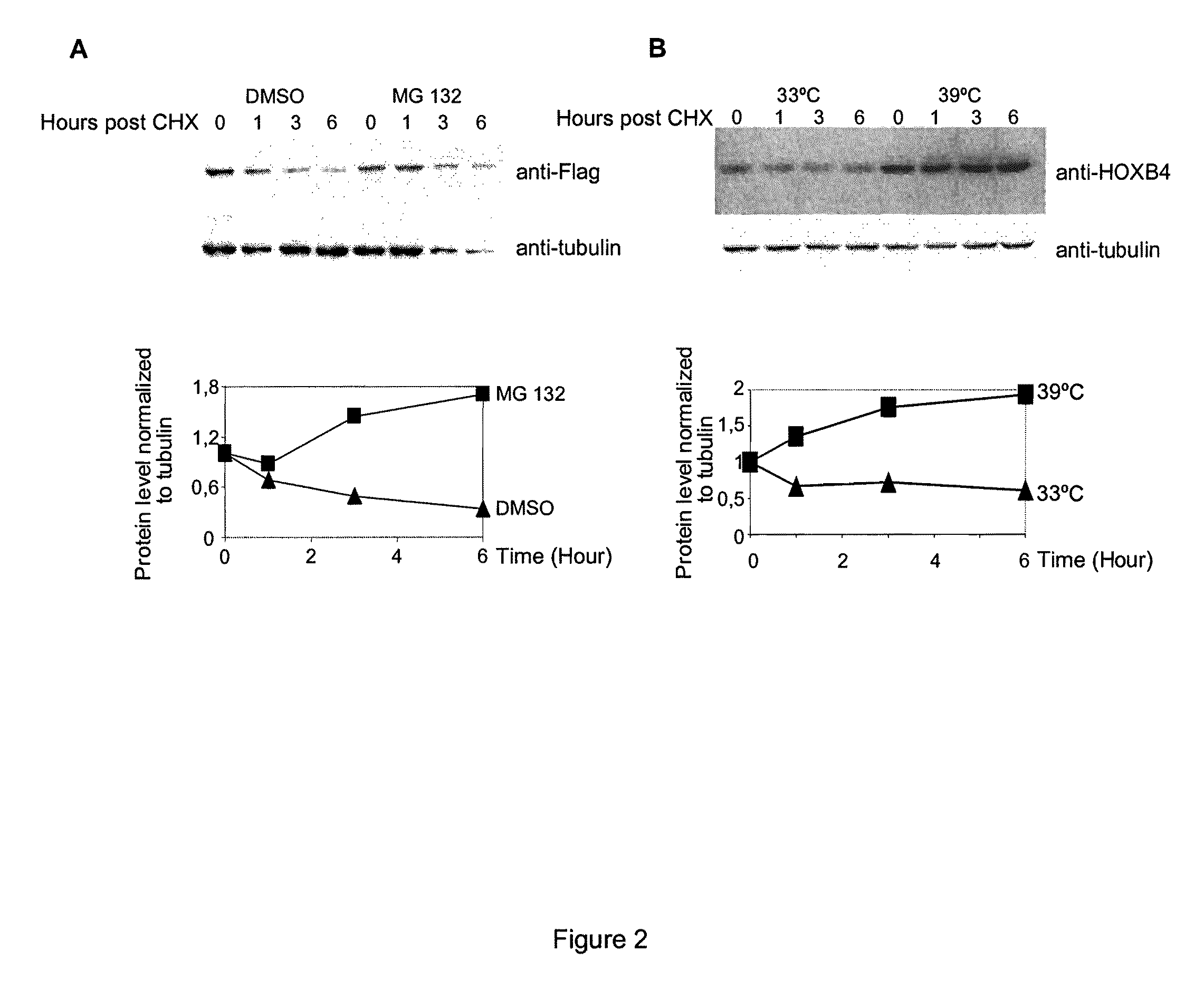 Mutated hoxb4 proteins with improved stability, and methods of use thereof