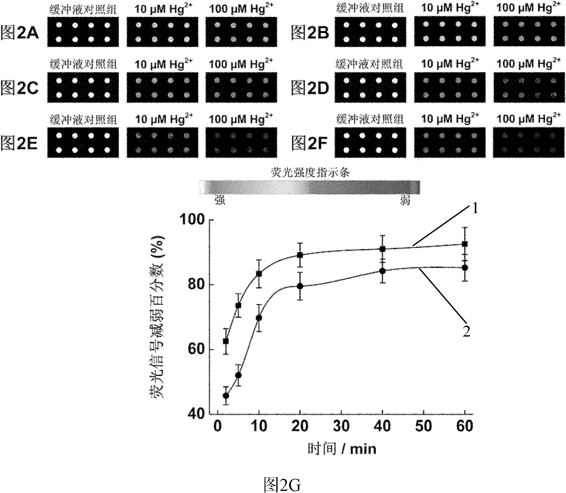 Oligonucleotides chain-based mercury ion fluorescent detection chip, manufacturing method thereof and using method thereof