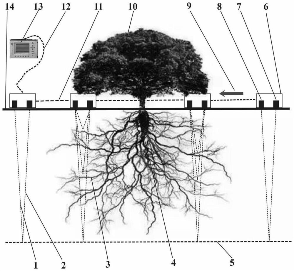 Vegetation root system three-dimensional nondestructive detection method based on geological radar