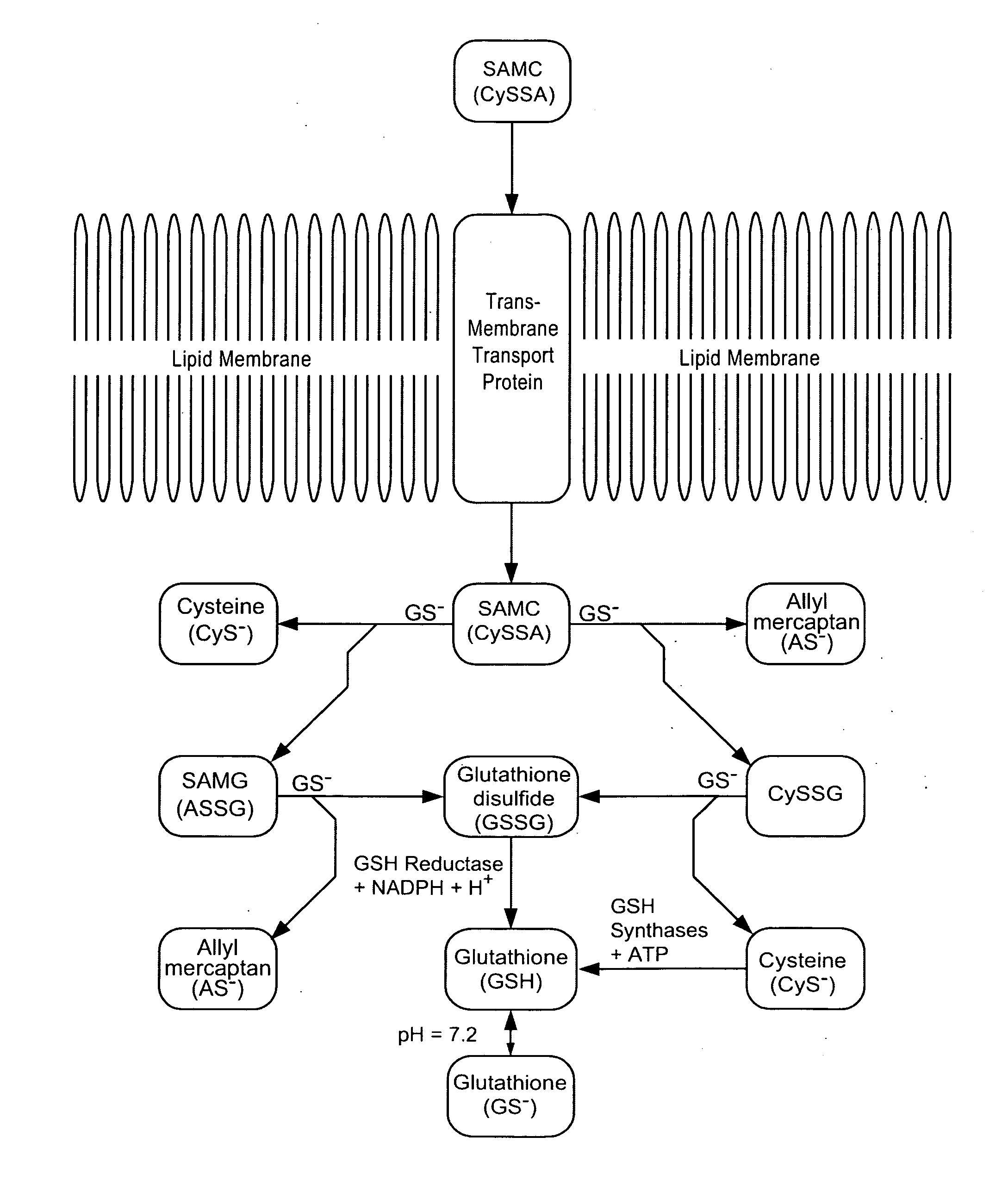 Personal care and medicinal products incorporating orgnosulfur groups