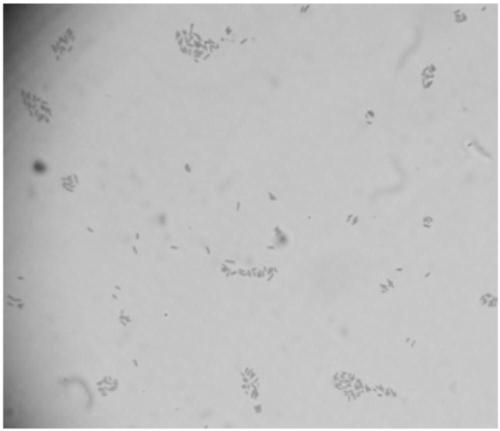Aerobic type facultative autotrophic denitrifying bacteria and application thereof