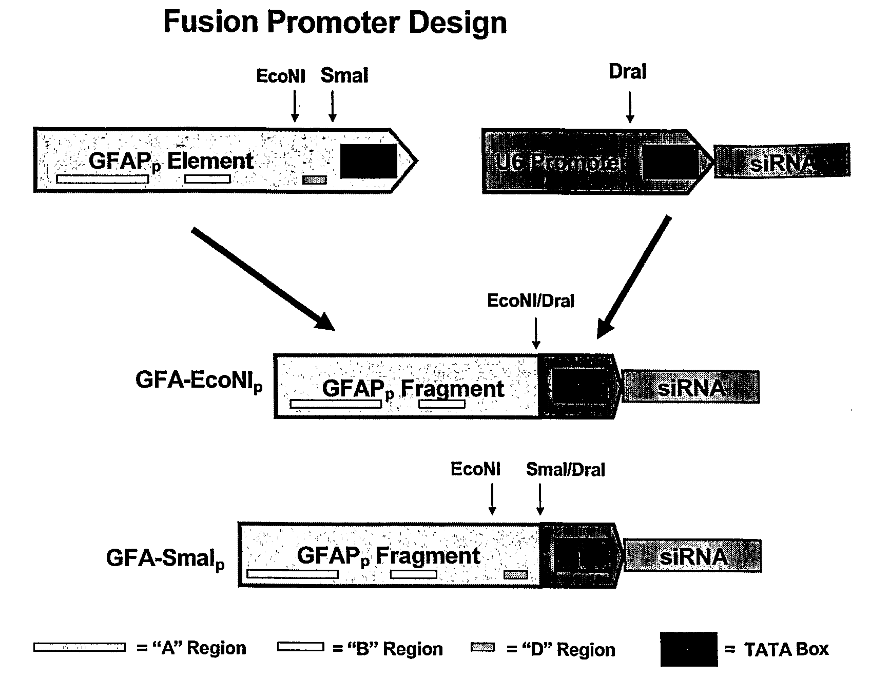 Regulatable fusion promoters