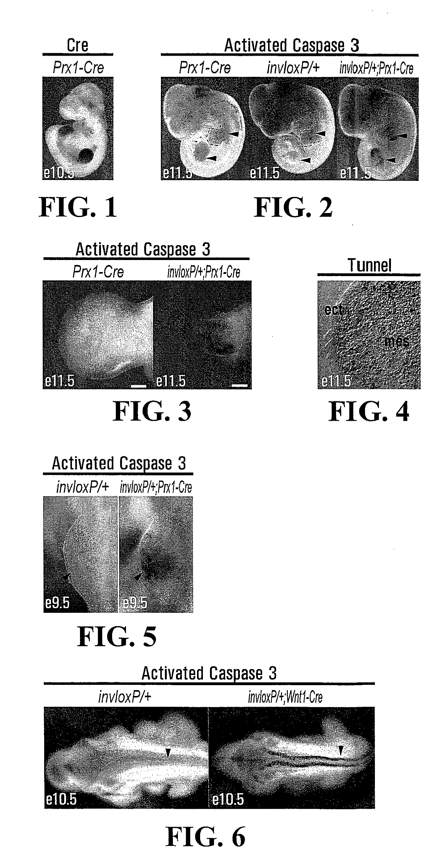 Method for targeted cell ablation
